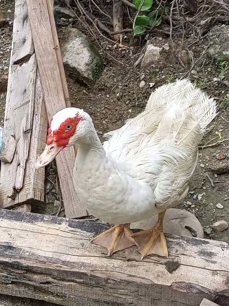 white pure Muscovy duck 1 nar 3 madi or 2 bachay breeder Hein 3