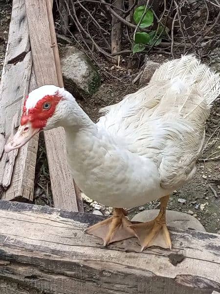 white pure Muscovy duck 1 nar 3 madi or 2 bachay breeder Hein 4