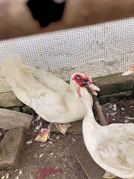 white pure Muscovy duck 1 nar 3 madi or 2 bachay breeder Hein 5