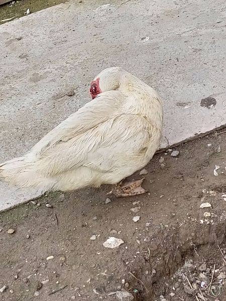 white pure Muscovy duck 1 nar 3 madi or 2 bachay breeder Hein 6