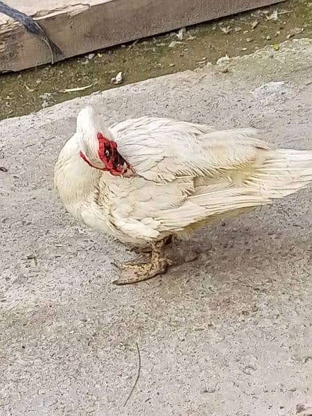 white pure Muscovy duck 1 nar 3 madi or 2 bachay breeder Hein 7