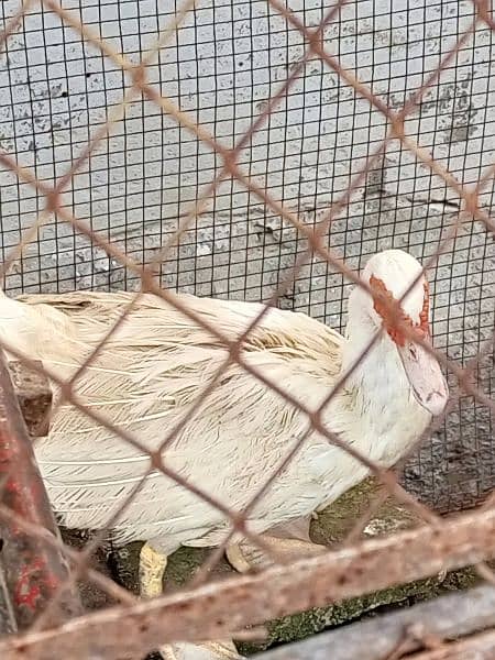 white pure Muscovy duck 1 nar 3 madi or 2 bachay breeder Hein 8