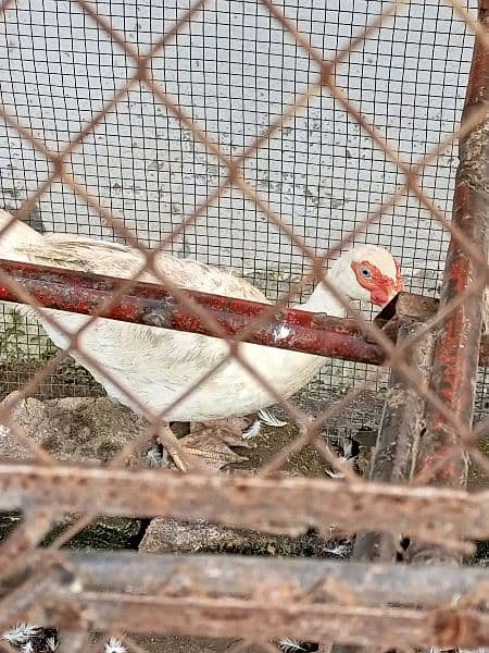 white pure Muscovy duck 1 nar 3 madi or 2 bachay breeder Hein 9