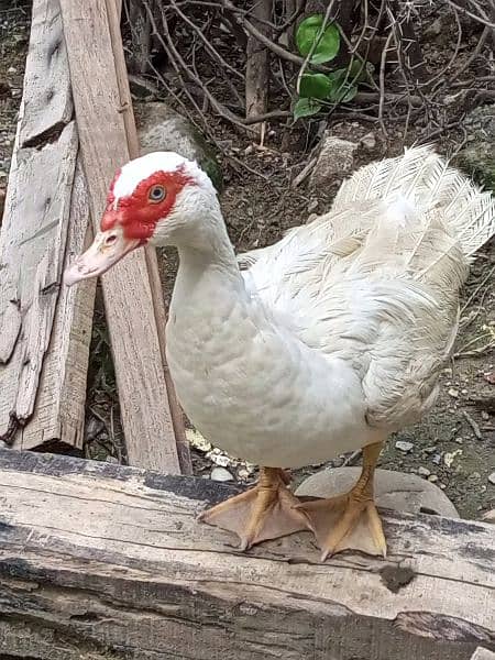 white pure Muscovy duck 1 nar 3 madi or 2 bachay breeder Hein 10