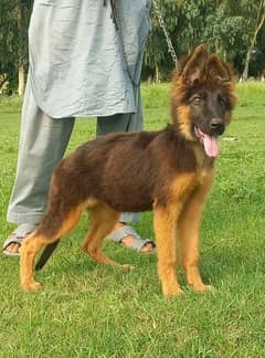 German Shepherd long coat female for sale