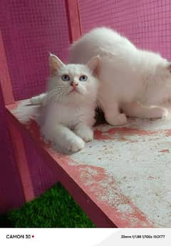 Persian male kitten available for sale (blue eyes)