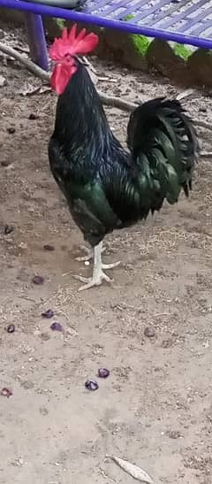 australorp