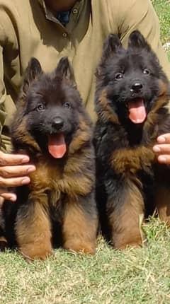 German Shepherd | German Shepherd puppies | long coated | 45 days