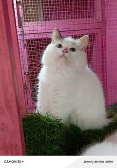 Persian Calico female cat available for sale