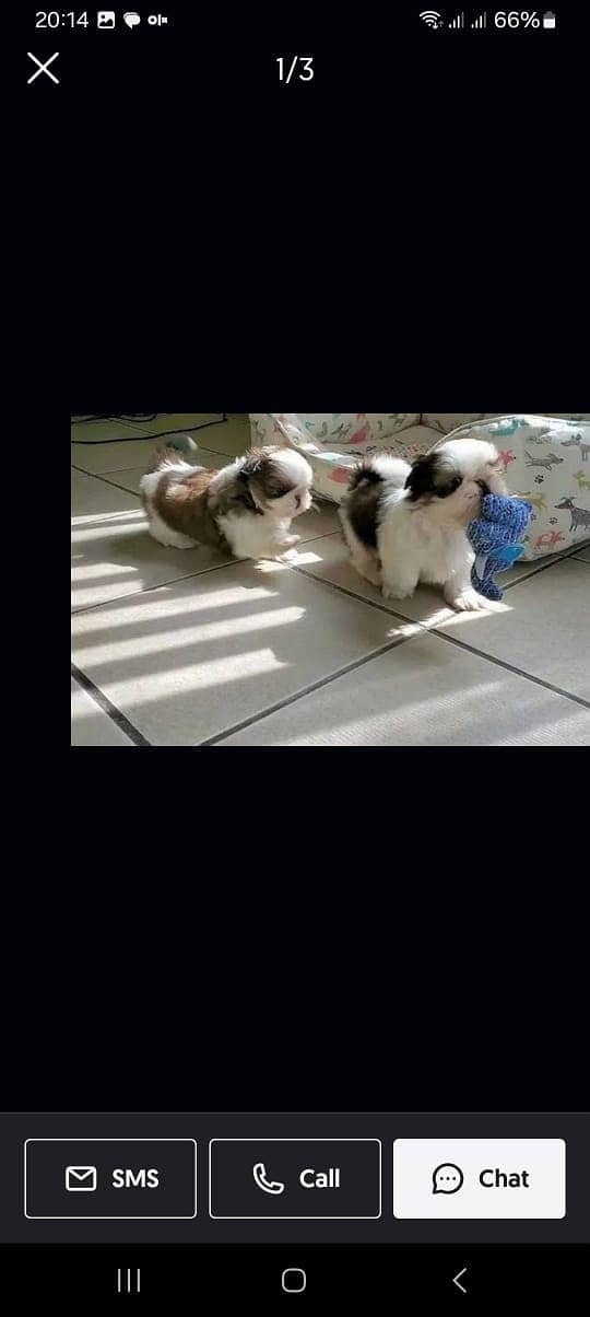 shitzu puppies available 2