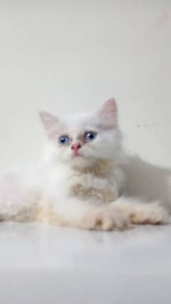 Persian kittens.  white colour , Borown colour, Fawn colour