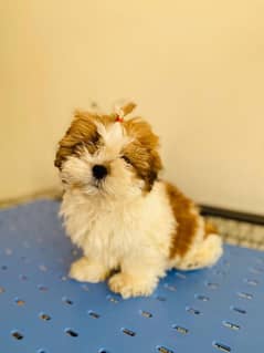 Shihtzu male and female puppies