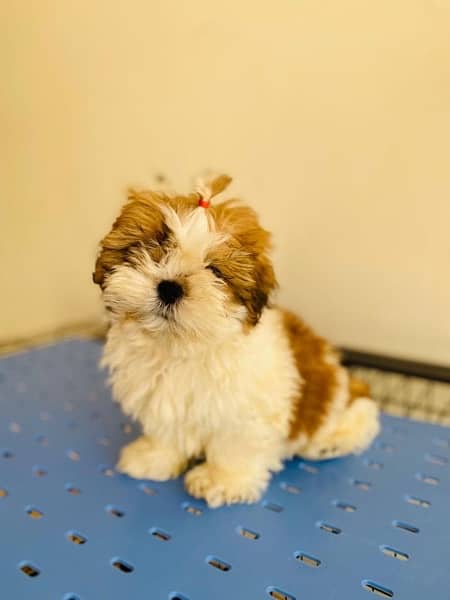 Shihtzu male and female puppies 0