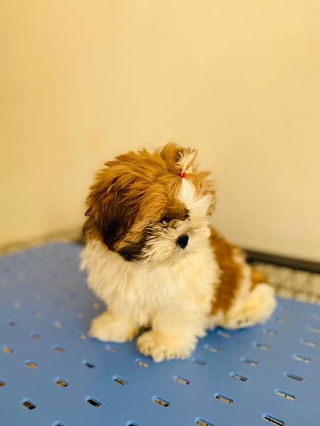 Shihtzu male and female puppies 1