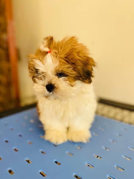 Shihtzu male and female puppies 2