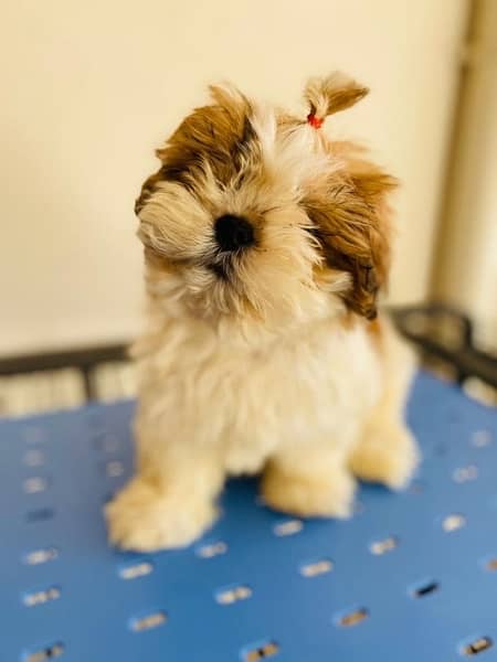 Shihtzu male and female puppies 3