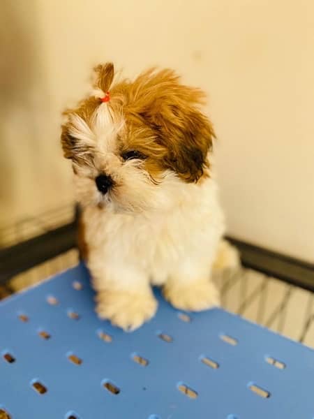 Shihtzu male and female puppies 4