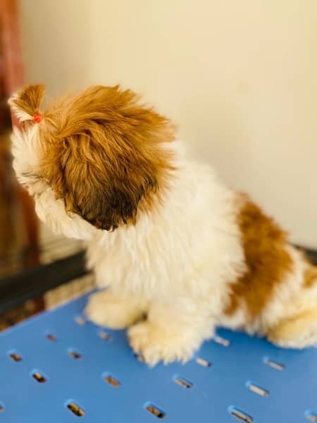 Shihtzu male and female puppies 5