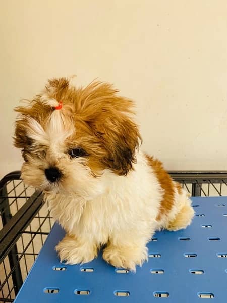 Shihtzu male and female puppies 6