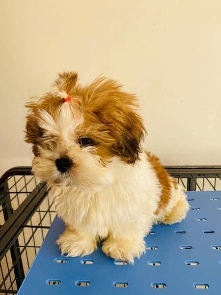 Shihtzu male and female puppies 7