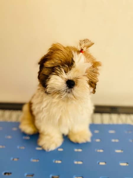 Shihtzu male and female puppies 8