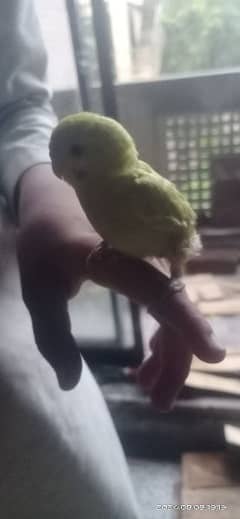 parrot,