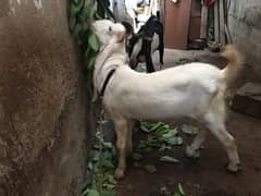 Bakra