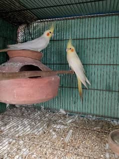 Cocktail breeder pair