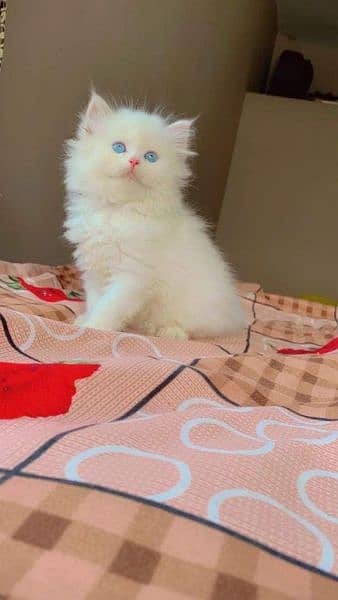 Premiun pure bred persians and exotics 1