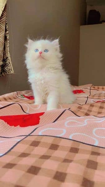 Premiun pure bred persians and exotics 2