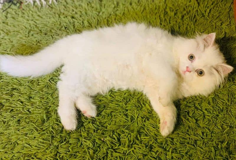 Premiun pure bred persians and exotics 5