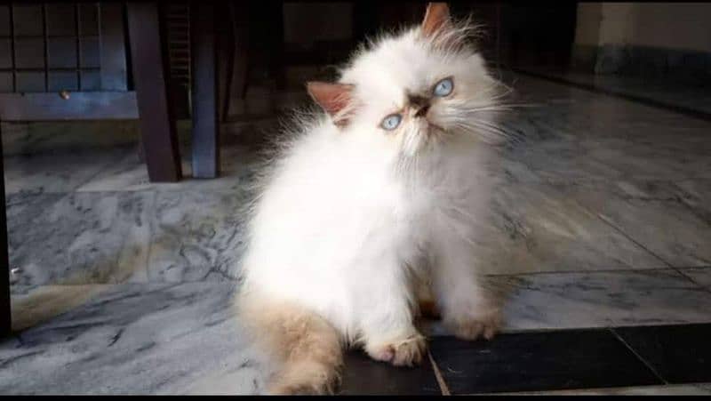 Premiun pure bred persians and exotics 6