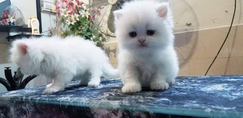 Premiun pure bred persians and exotics 17