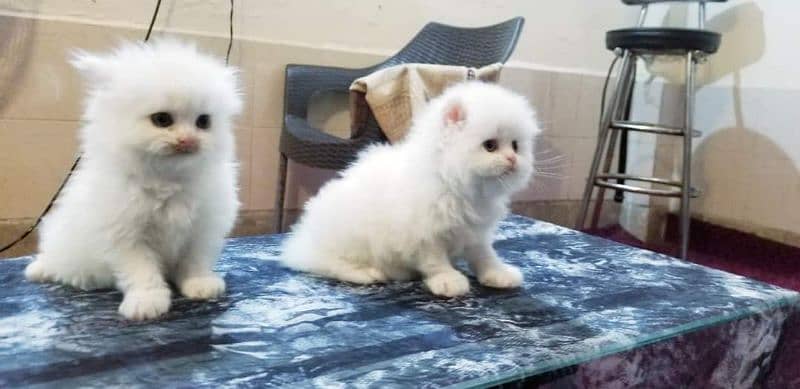 Premiun pure bred persians and exotics 18