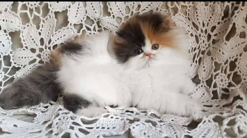 Premiun pure bred persians and exotics 19