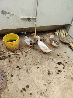 ducks pair healthy active egg lying