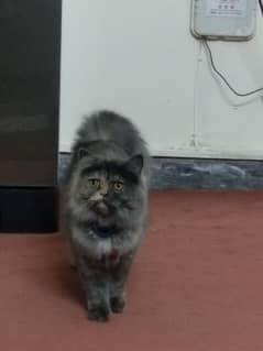 Persian cat /  Punch face/ triple coat for sale