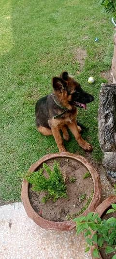 German shepherd female for sale