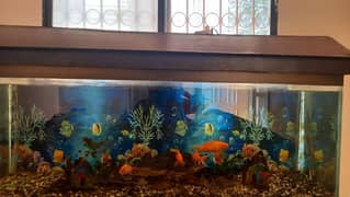 Fish Aquarium