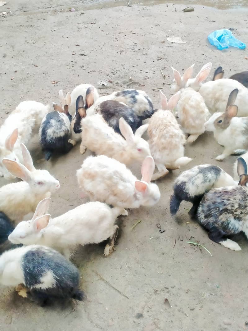 male and female Rabbit available at cheap price 1