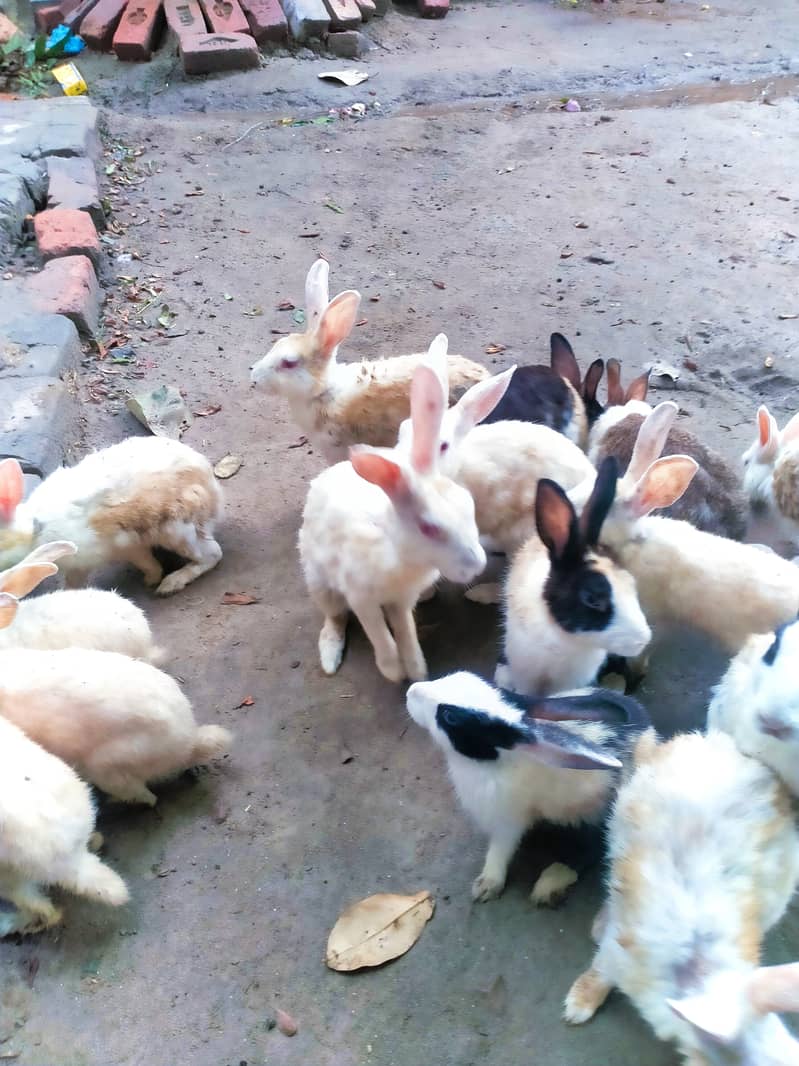 male and female Rabbit available at cheap price 3