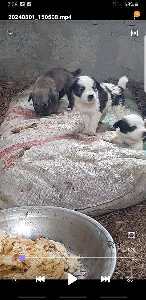 Afghan kuchi puppies 1