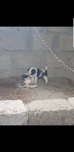 Afghan kuchi puppies 2