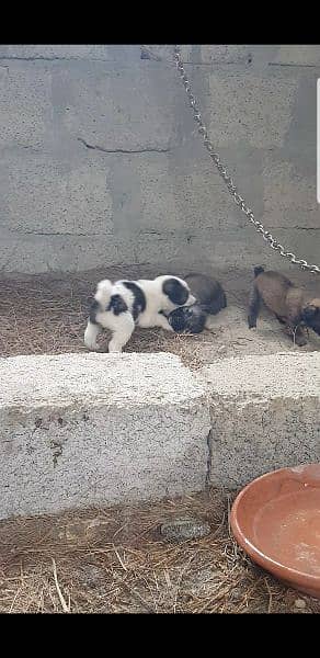 Afghan kuchi puppies 4