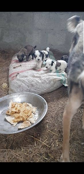 Afghan kuchi puppies 5