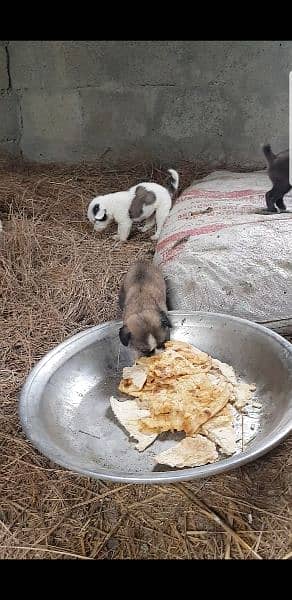 Afghan kuchi puppies 7