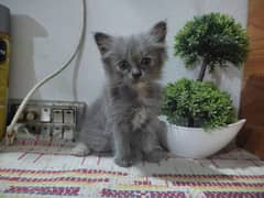 Persian Cat / Kittens For Sale / Cat For Sale / Persian Kitten / Cat