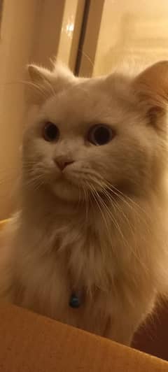 Persian cat (Male, Tripple coat)