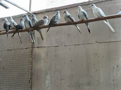 paid dove 1500 each