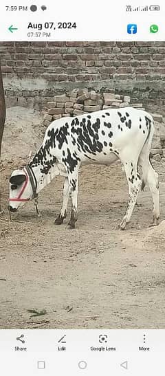 desi female  bachrii